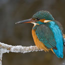 Eines meiner liebsten Eisvogelphotos! Kurze Zeit später wurde diese Eisvogelhenne von einem Sperber geschlagen.
