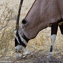 Sogar die "Pflanzenfresser" beteiligen sich am "Knochenschwund"!!! Diese Oryx-Antilope konnten wir mehrere Minuten beobachten, wie sie an dieser Schädeldecke fraß.