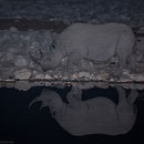 "Streifenhörnchen" - die kleinen Wasserwellen reflektieren das Licht und zeichnen feine Linien auf das Rhino. Aber Streifen machen bekanntlich schlank!