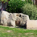 Le grès de Saint-Martin- Assevillers