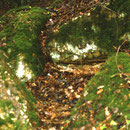 Les cailloux bis de Candas- canton de Bernaville