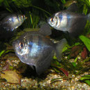 Trauermantelsalmler