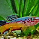 Amiets Prachtkärpfling (Fundulopanchax amieti "Somatak"), Männchen