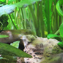 Amanogarnele Weibchen