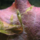 Garnele