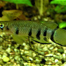 Querbandhechtling (Epiplatys dageti), Männchen