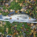 Zander - Wilhelm - Markgraf - See - Januar 2013
