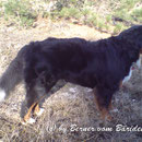 Ariba im April.... sucht den Schatten