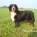 unsere ''Mama'' und Rudelchefin