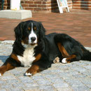Gyöngyi im April 2007 (1 Jahr)