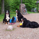 Lady (2,5 Jahre ) Ariba (fast 5 Jahre) Gyöngyi (7 Jahre)