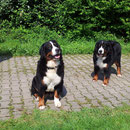 Lady und Ariba im Garten