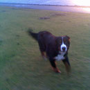 beim Toben am Deich