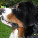 im Profil