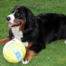 Ariba und der Ball