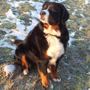 Ariba's besonderer Blick