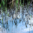 Schilf spiegelt sich im Lobauwasser