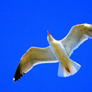möwe 03