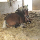 Guten Morgen Sultan :-)