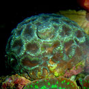 Favia sp. 18. Januar 2010