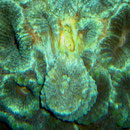 Favia sp. 7. März 2010