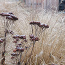 "Gräser-Prärie"-Garten I Unkel