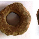 Fusaiole