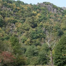 Rotweinwanderweg 2009