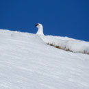 ein Schneehuhn Männchen mit den roten Balzrosen