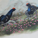 diese Birkhühner sind leider nur gemalt