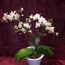 Wilde Orchidee ( "OPTIFLOR" Premium Klasse )