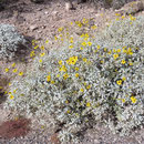 Der brittlebush (encelia farinosa) kommt in Mexiko und den Südweststaaten vor