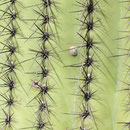 Der Saguaro hat daumendicke Wasserröhren im Innern angeordnet, somit überlebt er auch bei hartem Frost