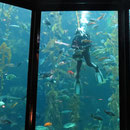 Eine Mitarbeiterin des Aquariums füttert die Fische und erläutert über Mikrofon die Bedeutung des Lebensraums Tangwald.