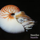 Nautilus (Perlboote). Die Perlboote haben bis zu 47 Paare Fangarme, die um die Mundöffnung angeordnet sind. Ihre Tentakel sind nicht mit Saugnäpfen versehen, wie bei den Kalmaren.