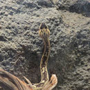 Black-tailed Rattlesnake (Schwarzschwanz-Klapperschlange)