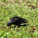 Der Star (common starling oder european starling), ursprünglich aus Europa eingeführt, besiedelt heute ganz Nordamerika