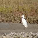 Der Schmuckreiher (snowy egret) ist der kleinste Vertreter der Familie der Reiher. Ihre schönen Federn wurden für Damenhüte verwendet, was die Vögel an den Rand der Ausrottung brachte, sie stehen heute unter Schutz und haben sich wieder zahlreich vermehrt.