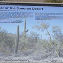 Die Saguaros wachsen nur in der Sonora-Wüste