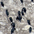 Ohrenscharben, grösste Kormoranart Nordamerikas (double-crested cormorants)