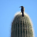 Es ist ein billed-curved thrasher (Spottdrossel)