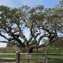 The Big Tree (coastal live oak), Lebenseiche oder auch Virginiaeiche genannt, ist streng geschützt und eingezäunt