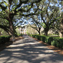 Die namengebenden Lebenseichen (live oak trees) sind mind. 100 Jahre älter als das "Grosse Haus"