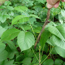 Poison Ivy aus der Nähe