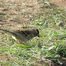 White-crowned sparrow (Dachsammer, amerikanischer Sperling)