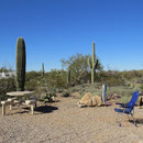 Die saftigen Blüten werden von den Indianern geerntet, die daraus Wein und Süsswaren herstellen. Der Saguaro gilt ihnen als heilige Pflanze.