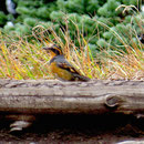 Ein bunter Vogel, vermutlich ein Waldsänger (warbler)