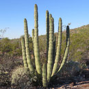 Der seltene Organ Pipe Cactus (Orgelpfeifenkaktus)