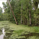 Sumpflandschaft am Delta des Mississippi