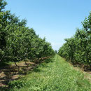 Auch Obstbäume gedeihen in der Region